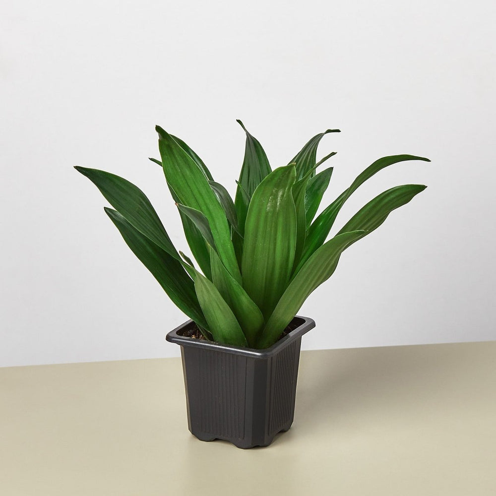 
                      
                        lily & onyx Dracaena 'Janet Craig' Houseplant
                      
                    