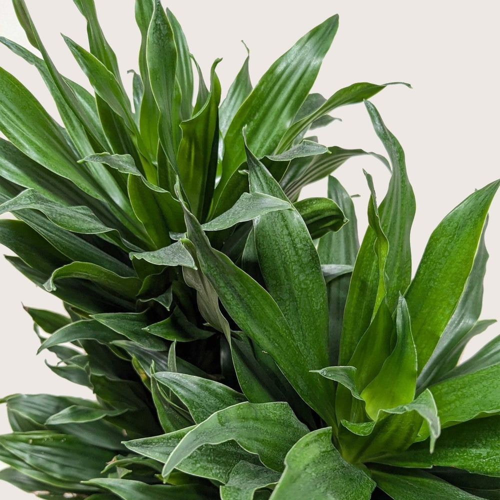 
                      
                        lily & onyx Dracaena 'Janet Craig' Houseplant
                      
                    