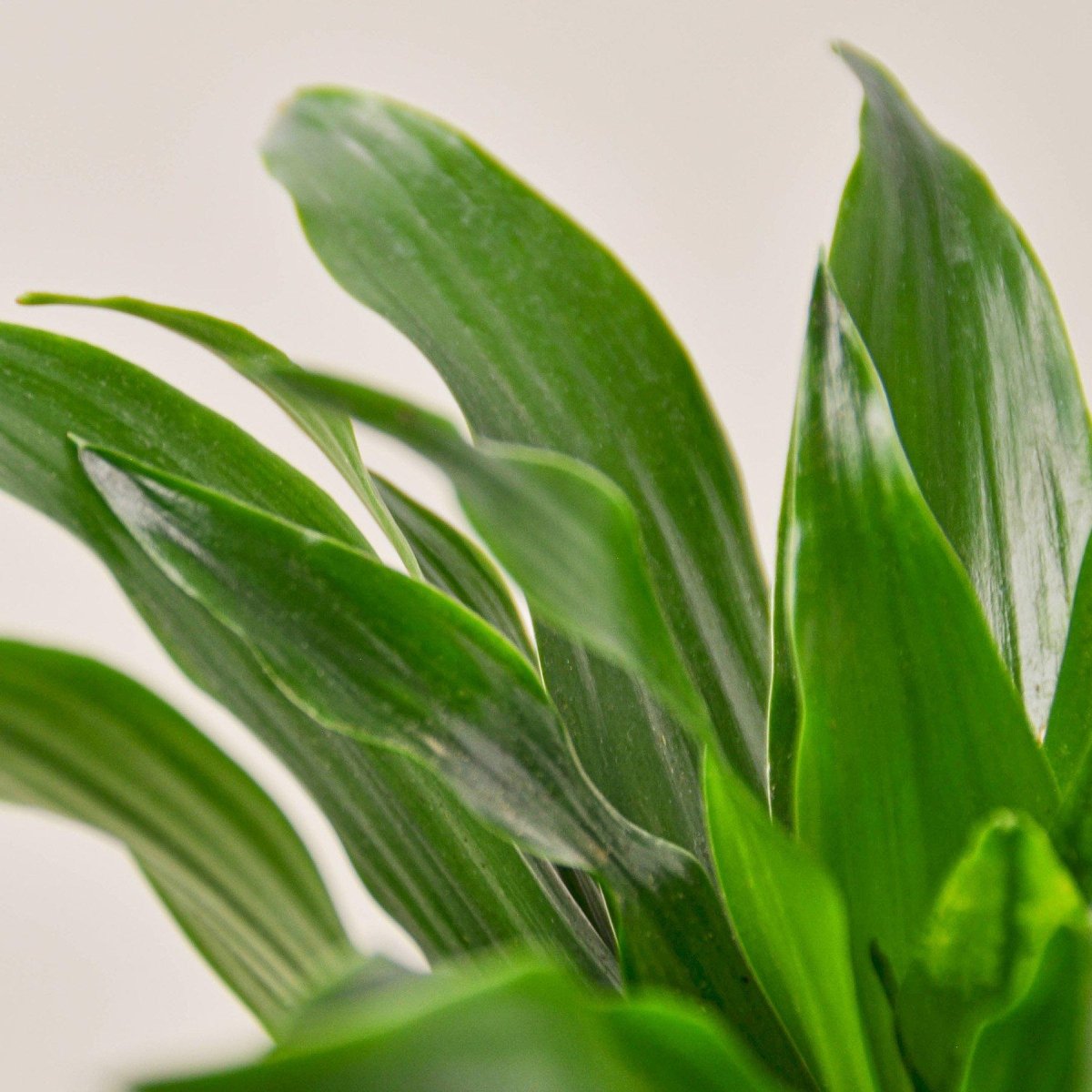 lily & onyx Dracaena 'Janet Craig' Houseplant