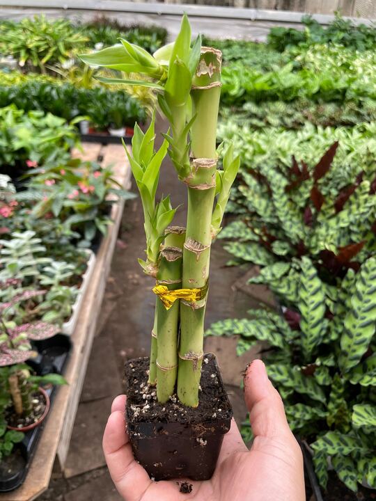 
                      
                        lily & onyx Dracaena 'Lucky Bamboo' - lily & onyx
                      
                    