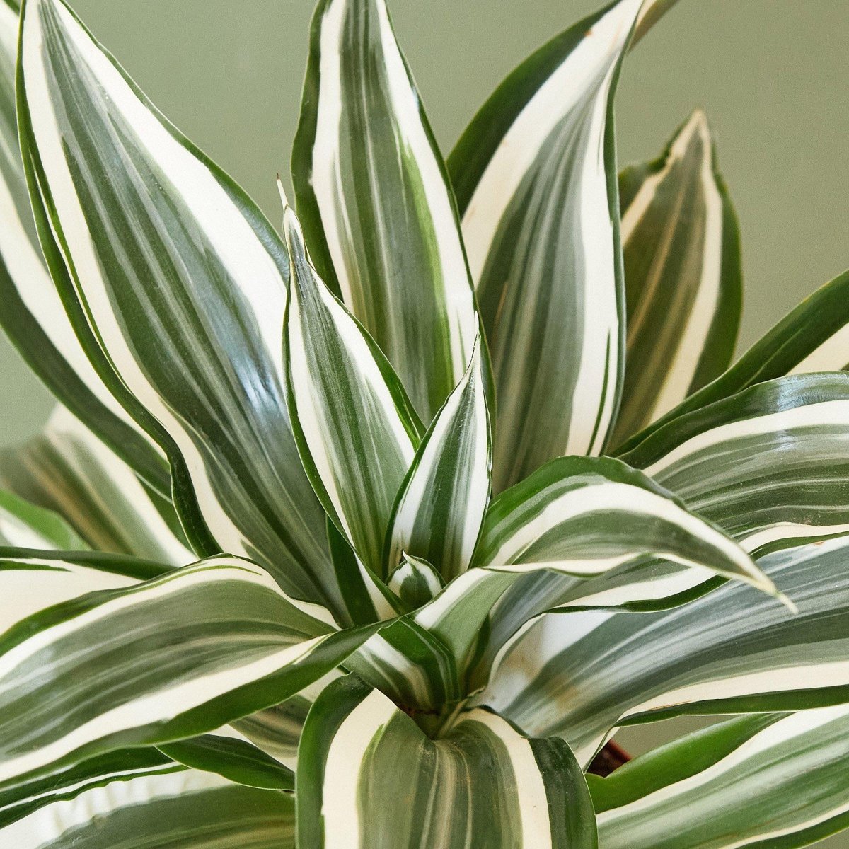 lily & onyx Dracaena Warneckii 'White Jewel' Houseplant
