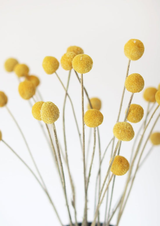 Afloral Dried Craspedia Billy Buttons, 18 - 26" - Bundle of 25 - lily & onyx