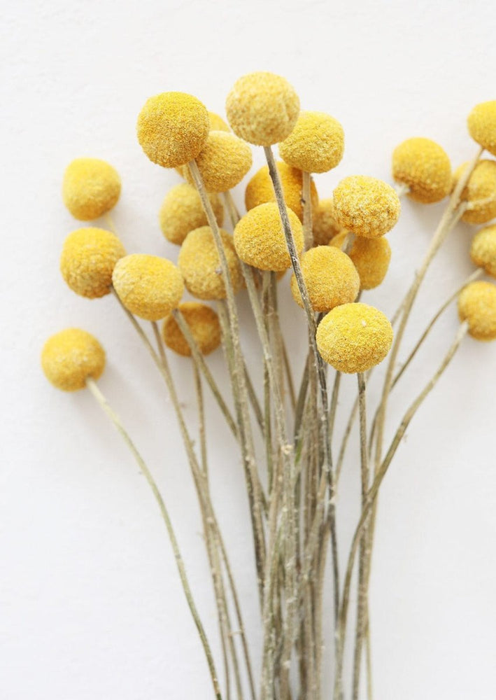 Afloral Dried Craspedia Billy Buttons, 18 - 26" - Bundle of 25 - lily & onyx