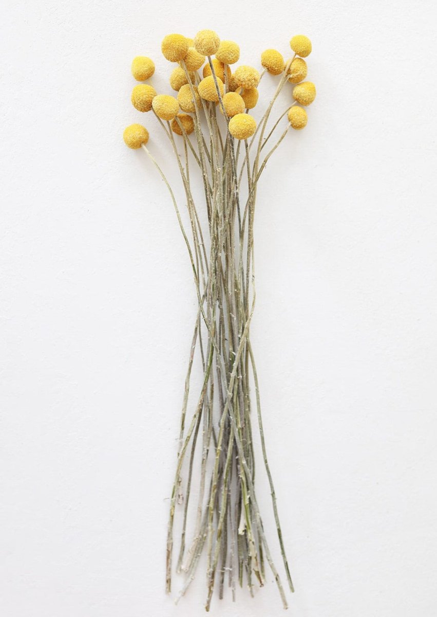 Afloral Dried Craspedia Billy Buttons, 18 - 26" - Bundle of 25 - lily & onyx