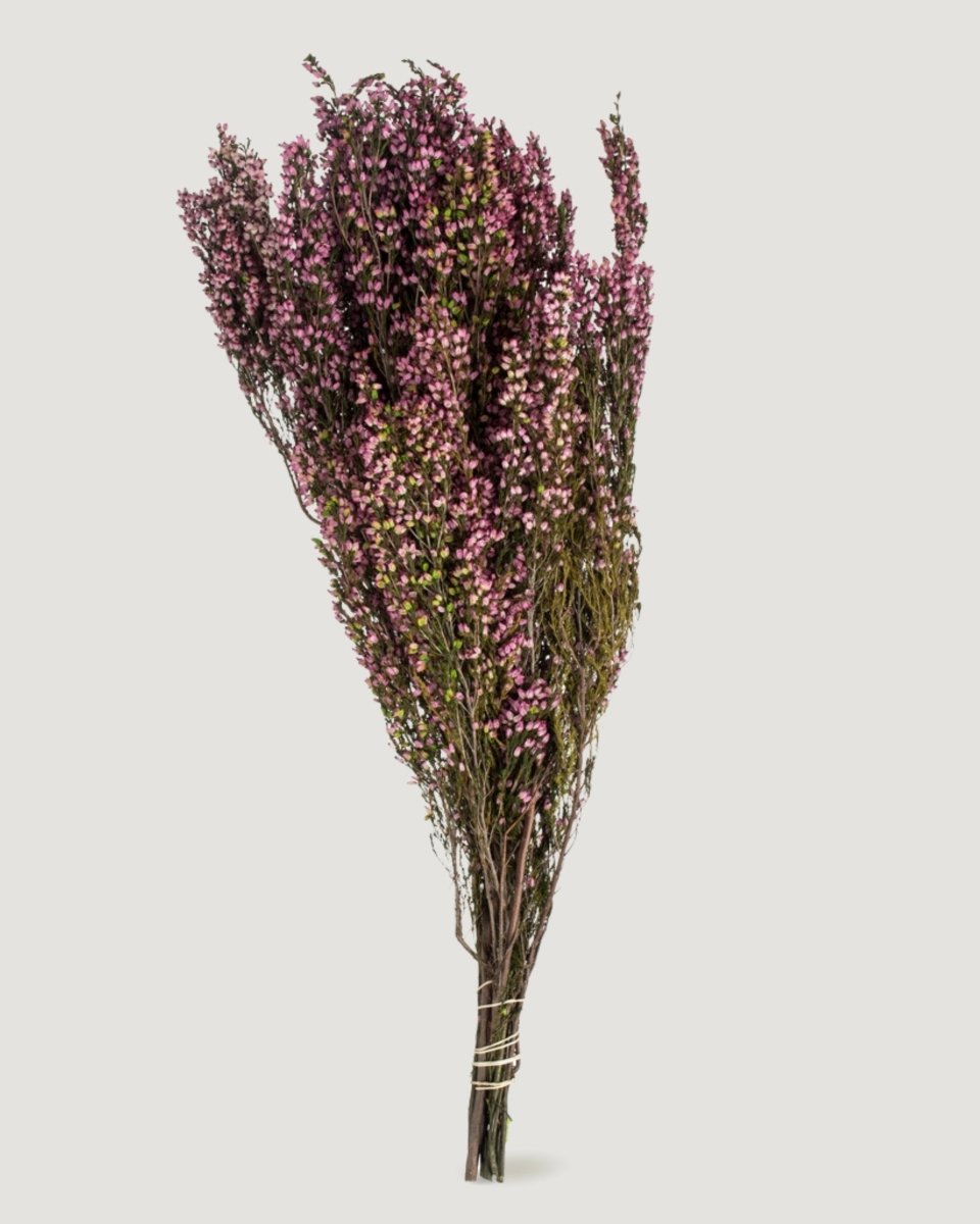 Afloral Dried Flowers Pink Preserved Heather Bundle - 18 - 20