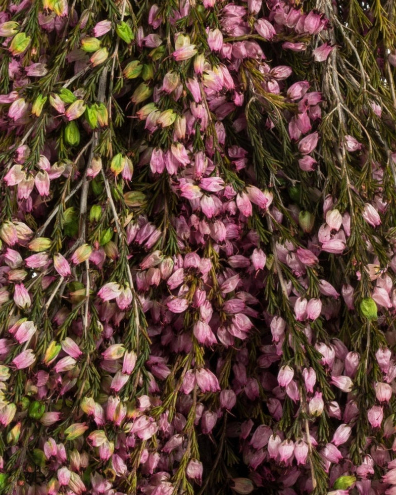 
                      
                        Afloral Dried Flowers Pink Preserved Heather Bundle - 18 - 20" - lily & onyx
                      
                    