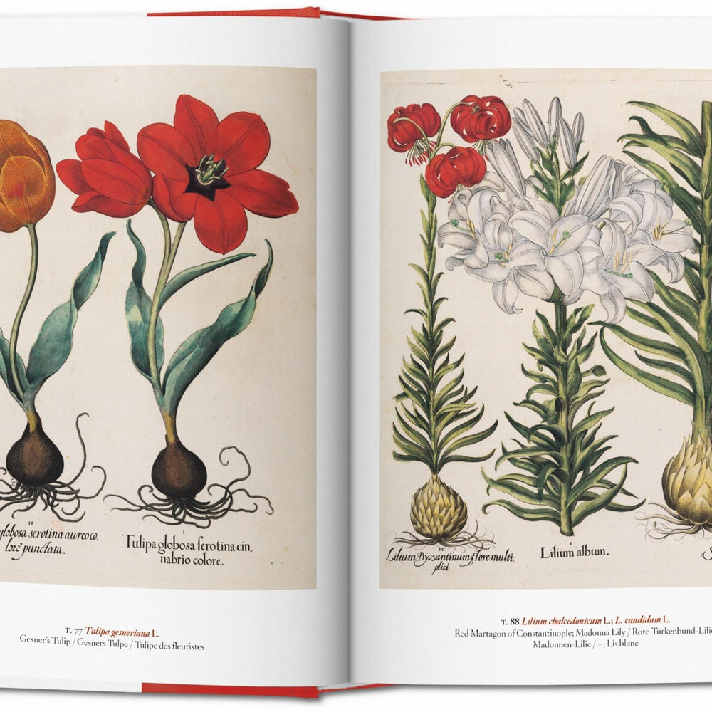 
                      
                        A Garden Eden. Masterpieces of Botanical Illustration. 40th Ed. (Spanish, English, Italian)
                      
                    