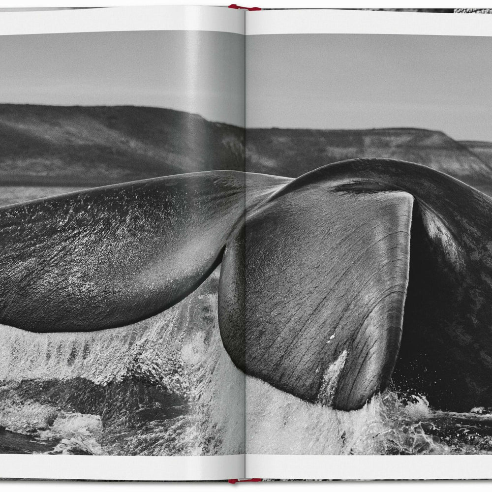 
                      
                        Sebastião Salgado. Génesis (Spanish)
                      
                    