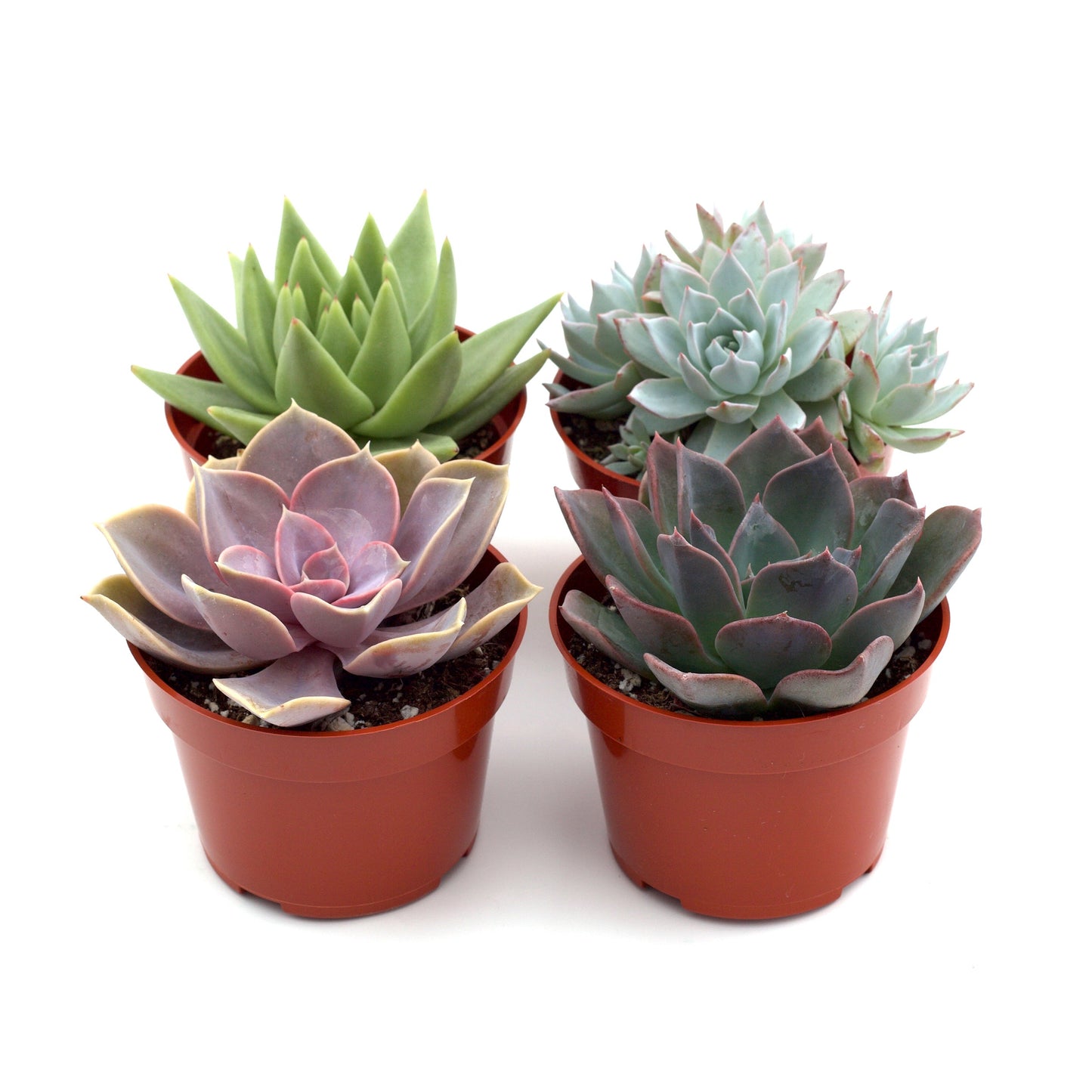 various succulents Rosette Succulent 4in Variety Pack | Plants and Roses Inc. 4 Pack