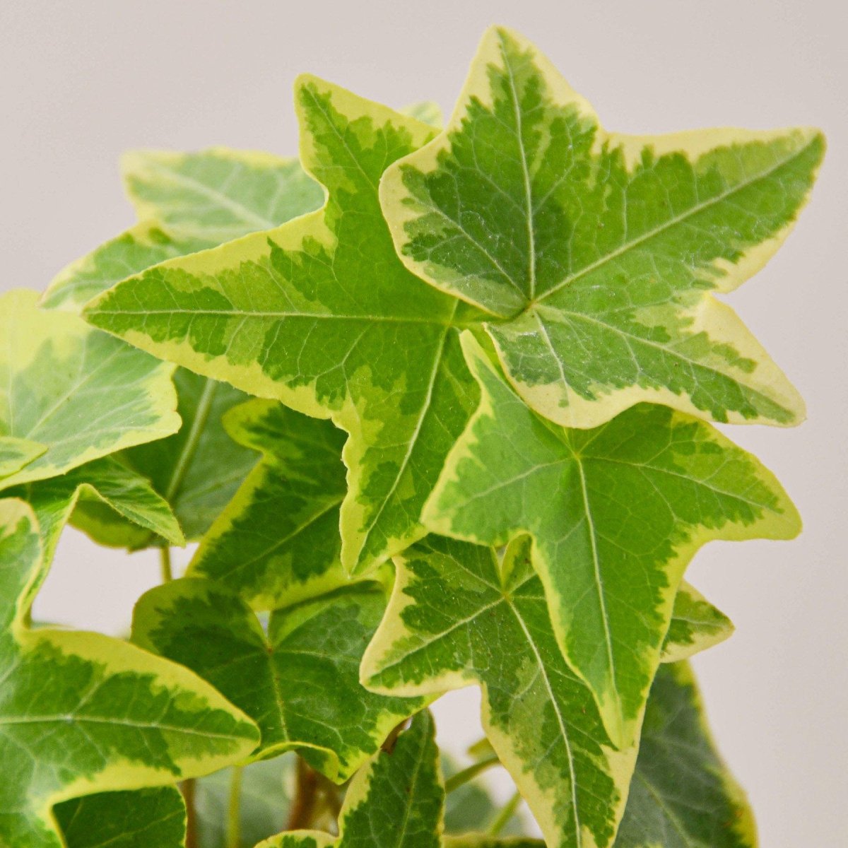 lily & onyx English Ivy 'Gold Child' Houseplant