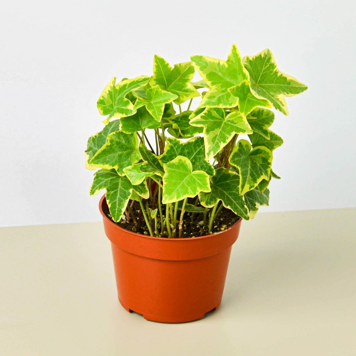 lily & onyx English Ivy 'Gold Child' Houseplant