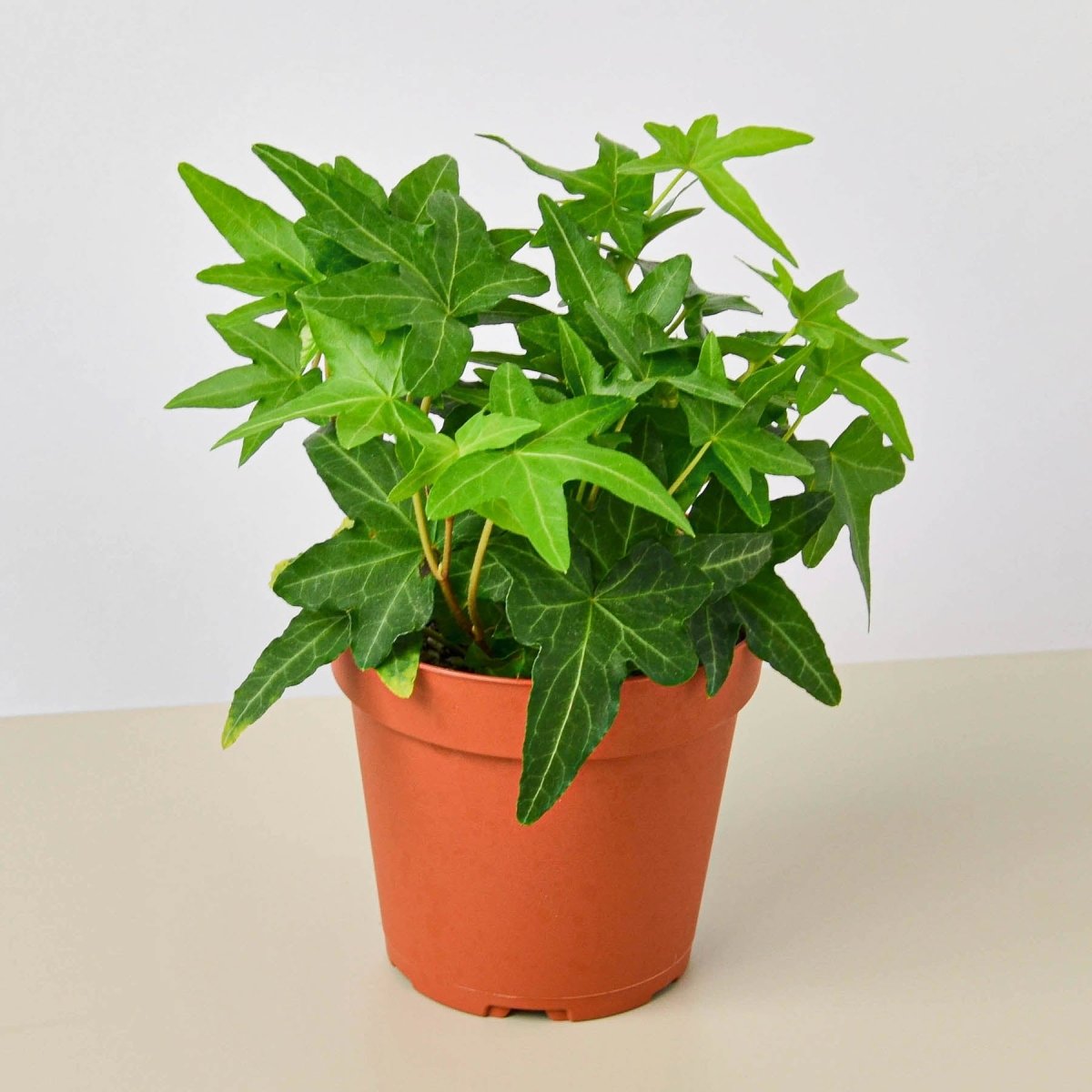 lily & onyx English Ivy 'Green California' Houseplant
