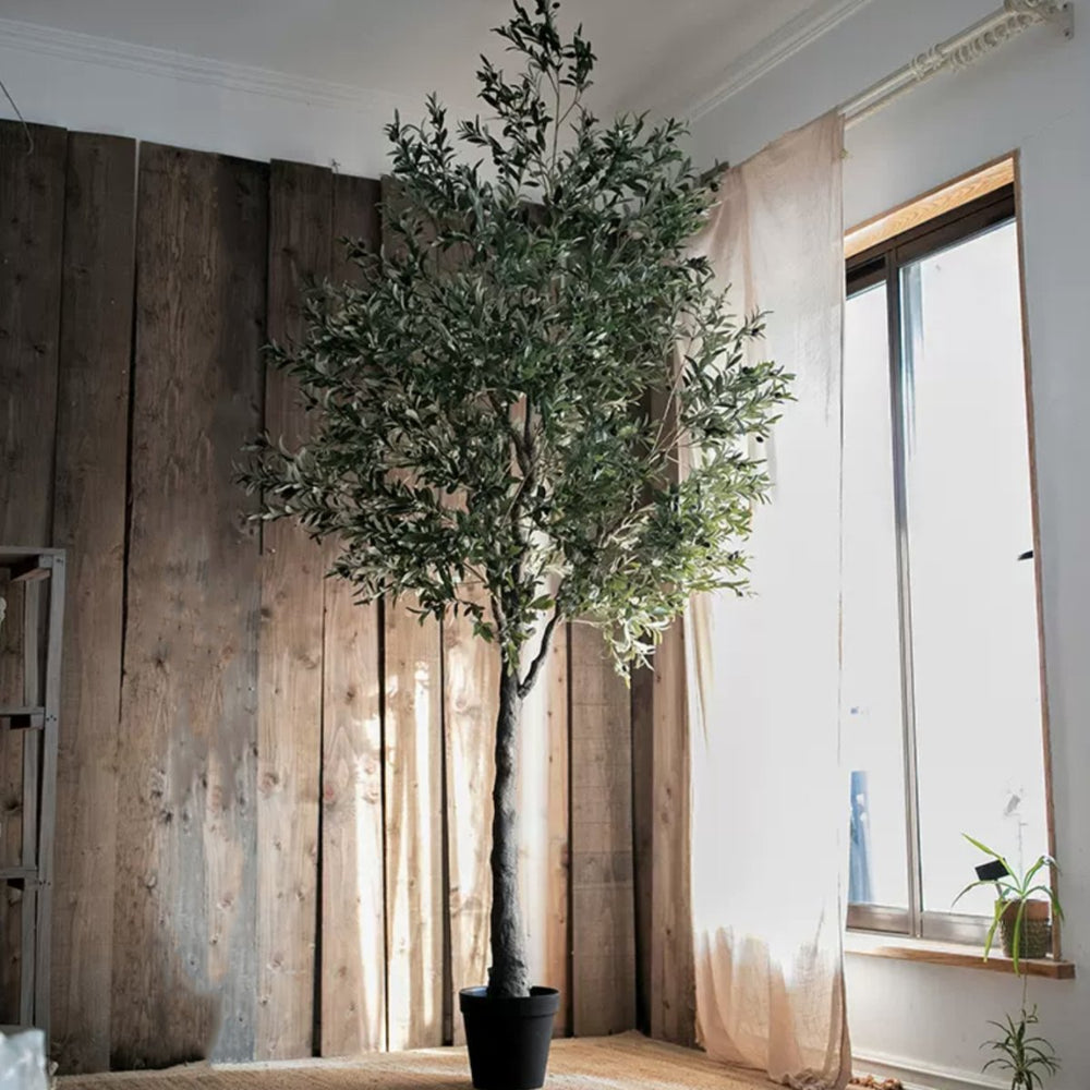 RusticReach Extra Large Tall Olive Tree 118