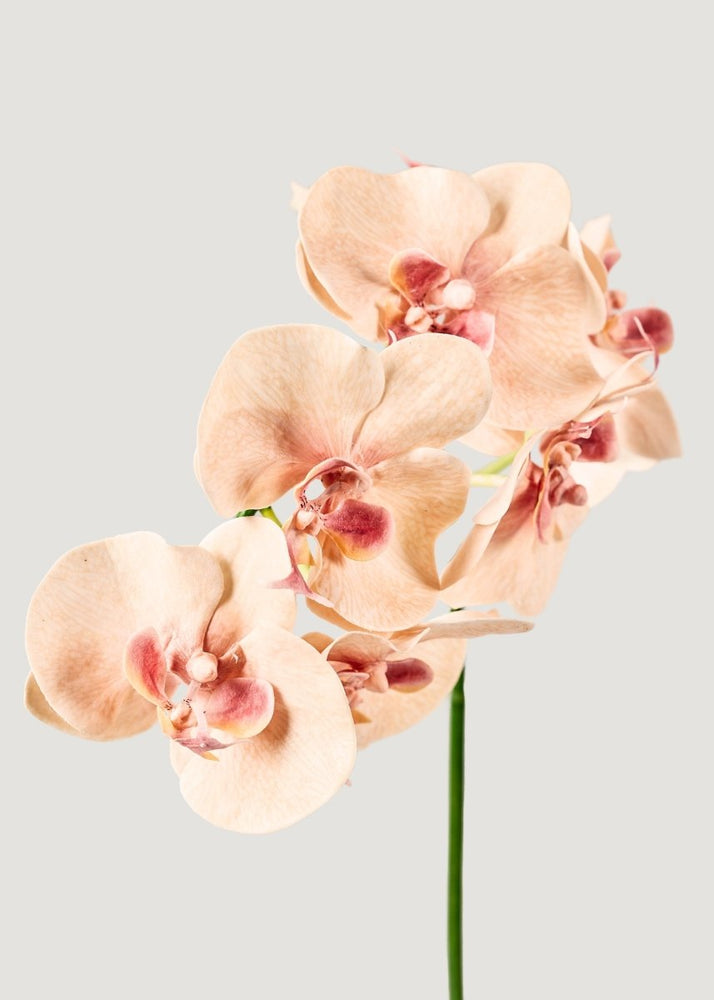
                      
                        Afloral Fake Blooming Phalaenopsis Orchids in Peach Pink - 40" - lily & onyx
                      
                    