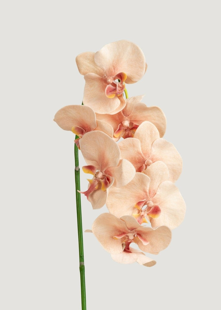Afloral Fake Blooming Phalaenopsis Orchids in Peach Pink - 40" - lily & onyx