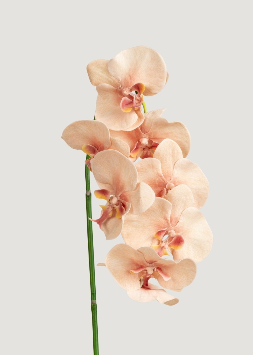 Afloral Fake Blooming Phalaenopsis Orchids in Peach Pink - 40" - lily & onyx