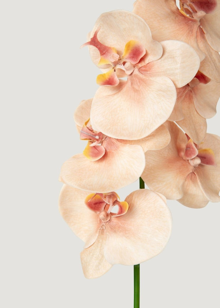 
                      
                        Afloral Fake Blooming Phalaenopsis Orchids in Peach Pink - 40" - lily & onyx
                      
                    