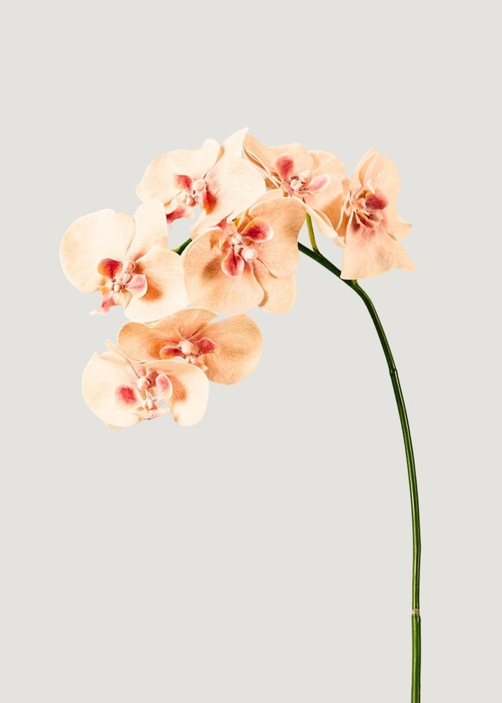 
                      
                        Afloral Fake Blooming Phalaenopsis Orchids in Peach Pink - 40" - lily & onyx
                      
                    