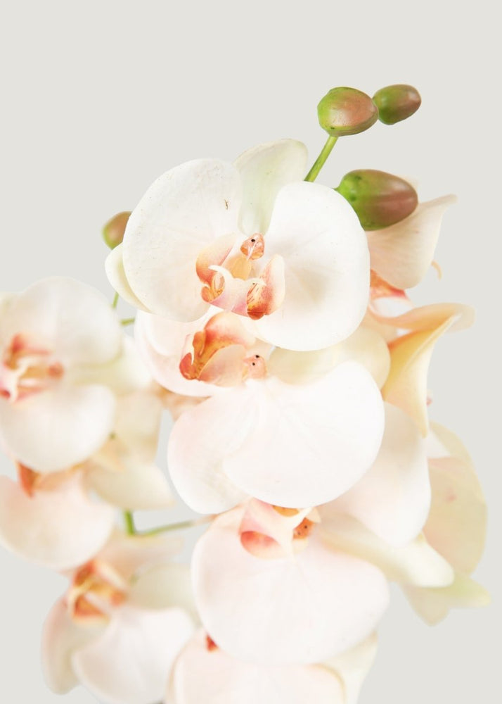 
                      
                        Afloral Faux Blush Phalaenopsis Orchid Drop - In Plant - 23" - lily & onyx
                      
                    