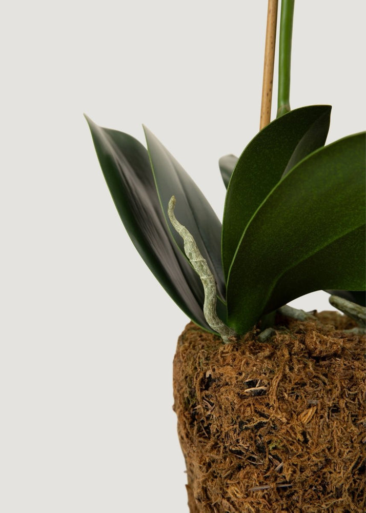 
                      
                        Afloral Faux Blush Phalaenopsis Orchid Drop - In Plant - 23" - lily & onyx
                      
                    