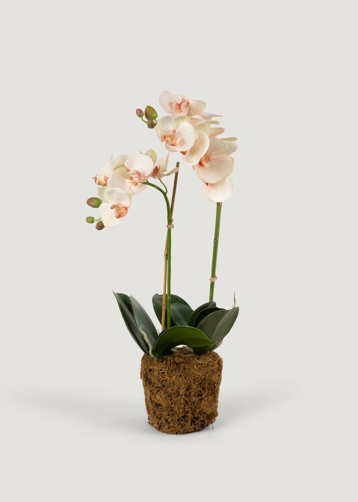Afloral Faux Blush Phalaenopsis Orchid Drop - In Plant - 23" - lily & onyx