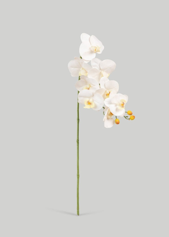 
                      
                        Afloral Faux Real Touch Orchid Stems in White - 36", Case of 48 - lily & onyx
                      
                    