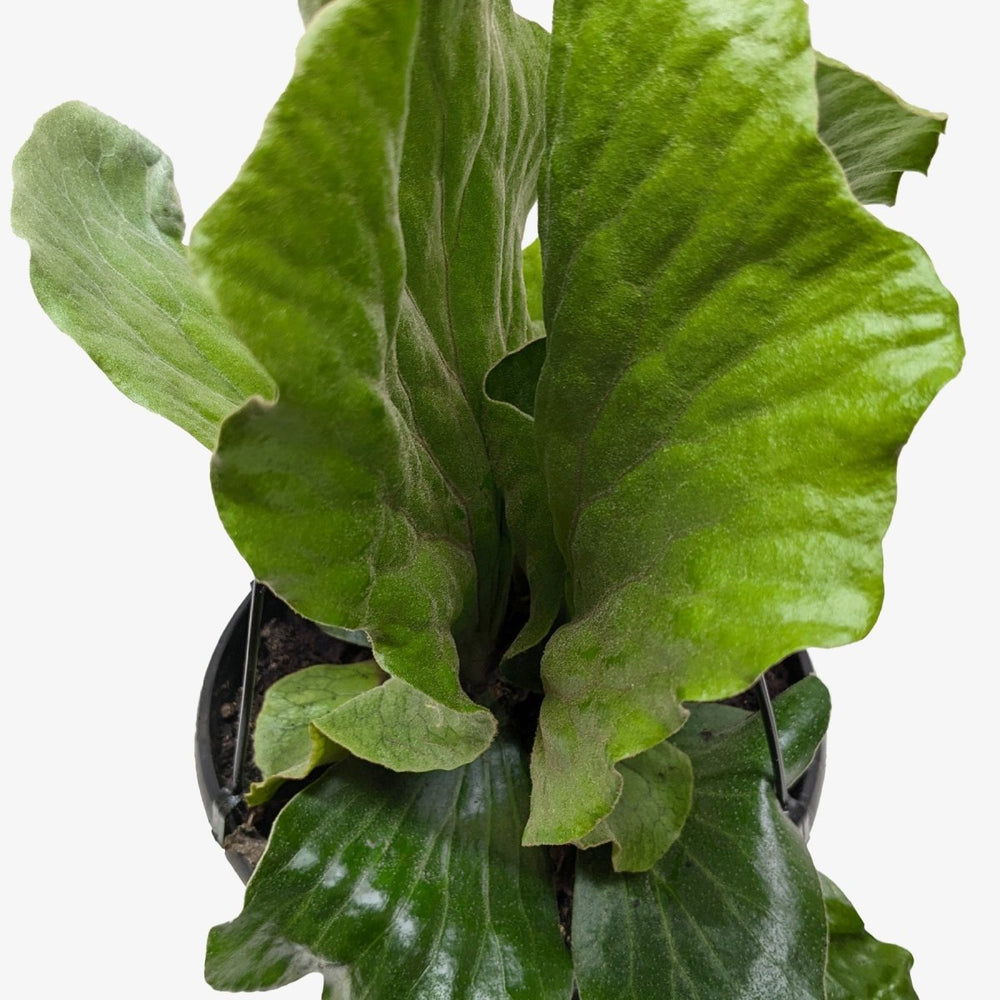 lily & onyx Fern 'Elephant' Houseplant - lily & onyx