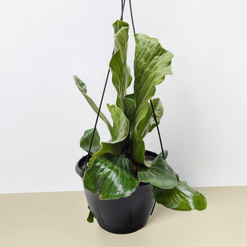 lily & onyx Fern 'Elephant' Houseplant - lily & onyx