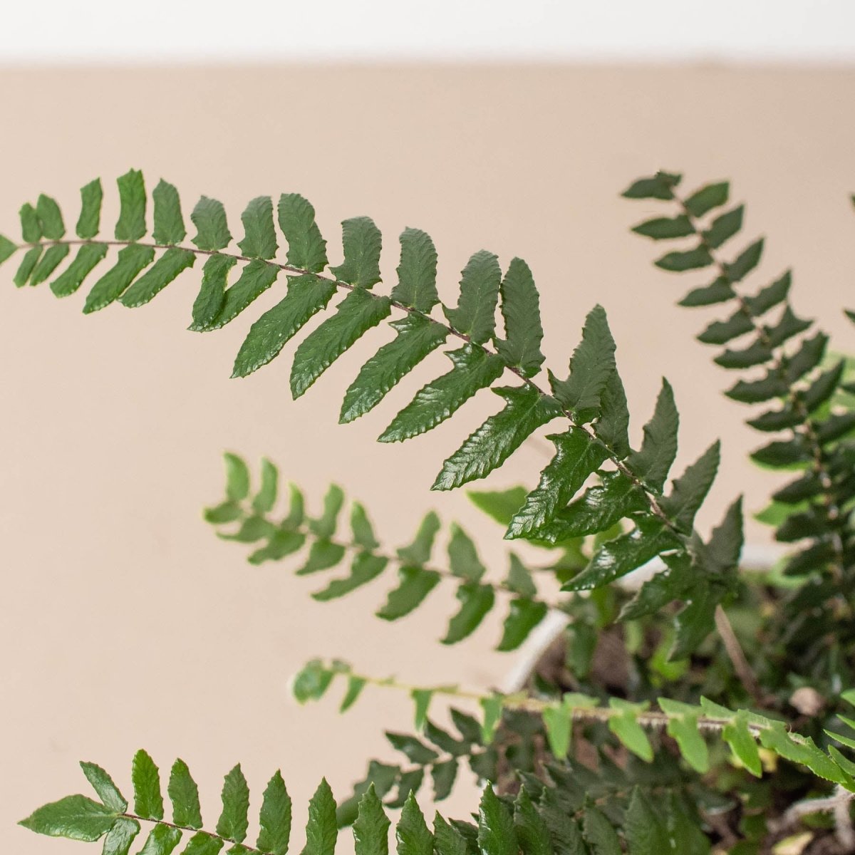 lily & onyx Fern Glowstar Houseplant