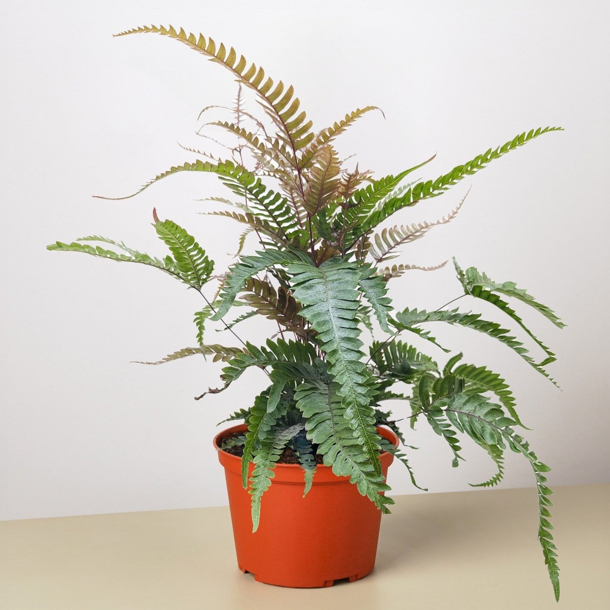 lily & onyx Fern 'Tricolor Pteris' Houseplant