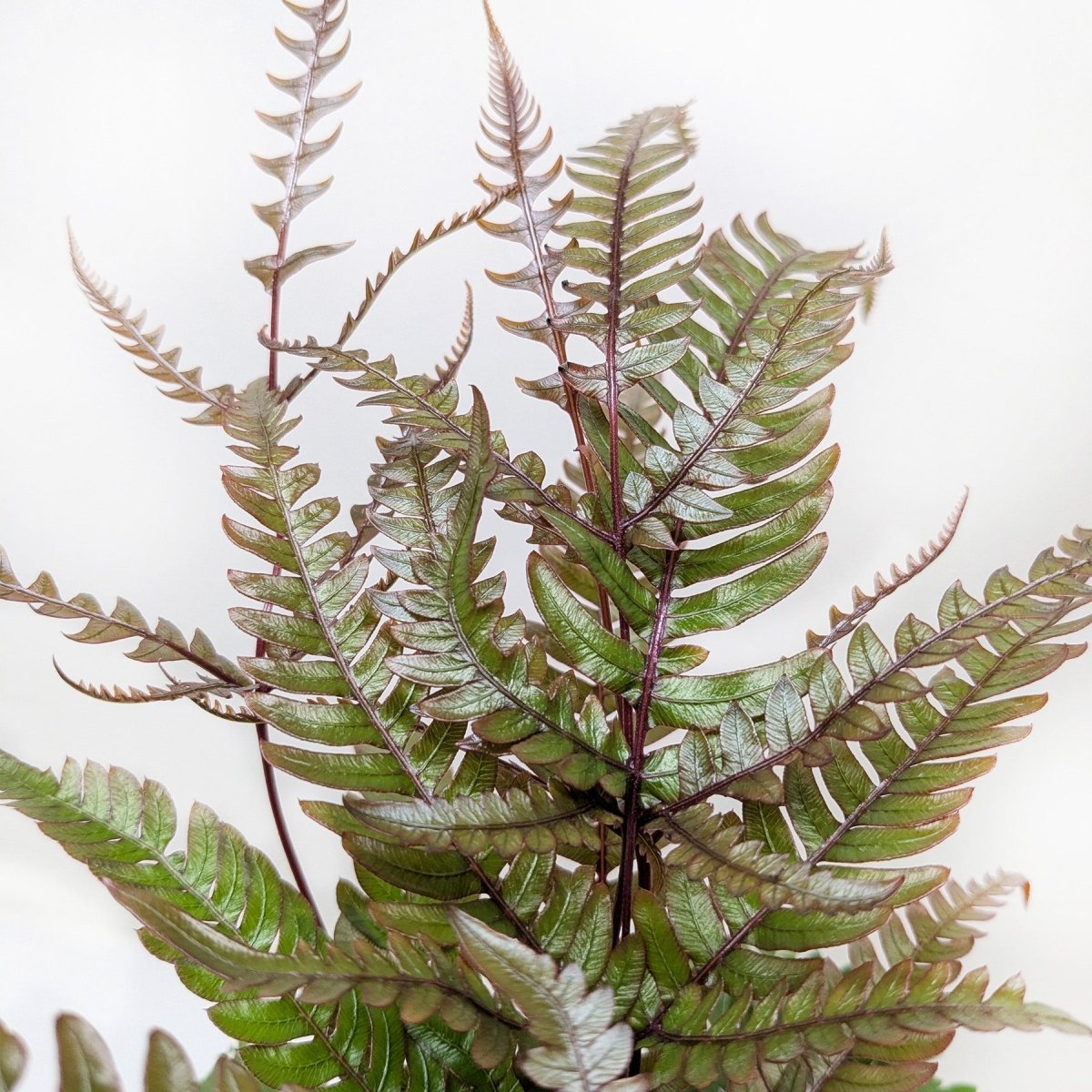 lily & onyx Fern 'Tricolor Pteris' Houseplant