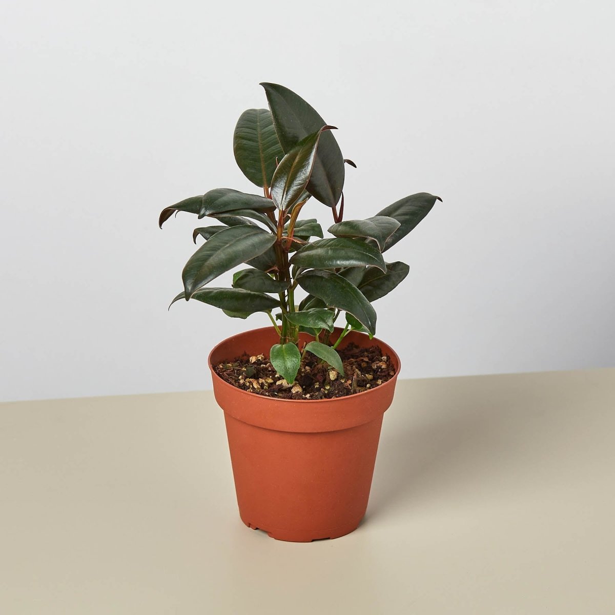 lily & onyx Ficus Elastica 'Burgundy' Houseplant