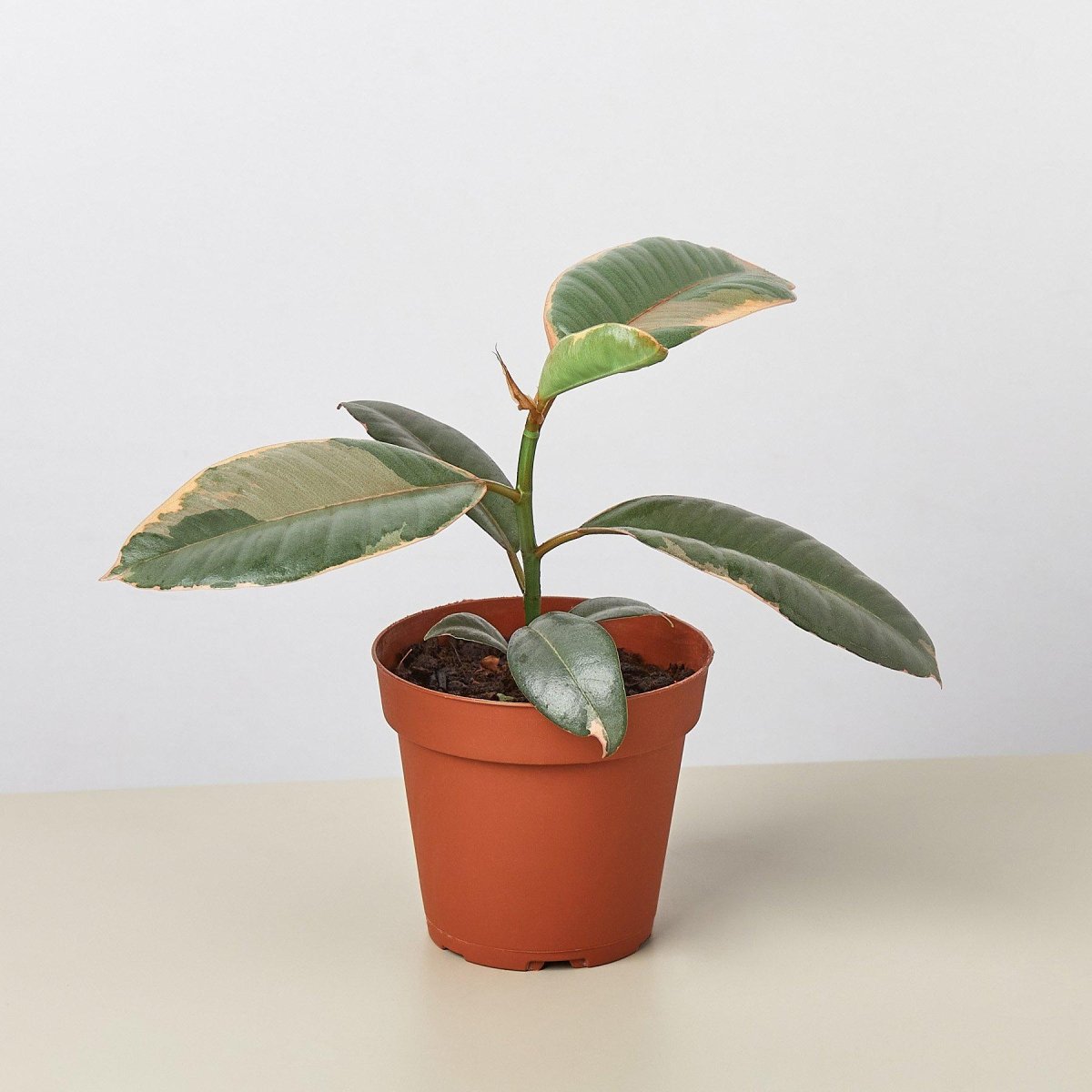 lily & onyx Ficus Elastica 'Ruby Pink' Houseplant