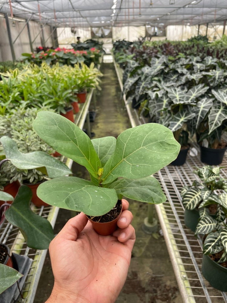 
                      
                        lily & onyx Ficus Lyrata 'Fiddle Leaf Fig' - lily & onyx
                      
                    
