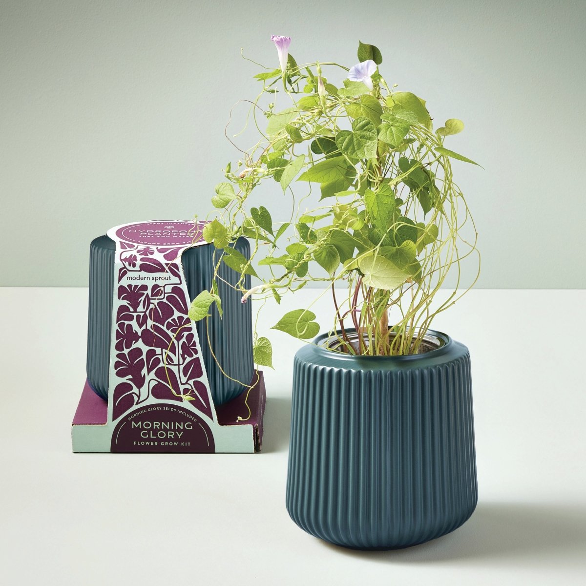 hydroponic flower seeds Flower Grow Kits Morning Glory