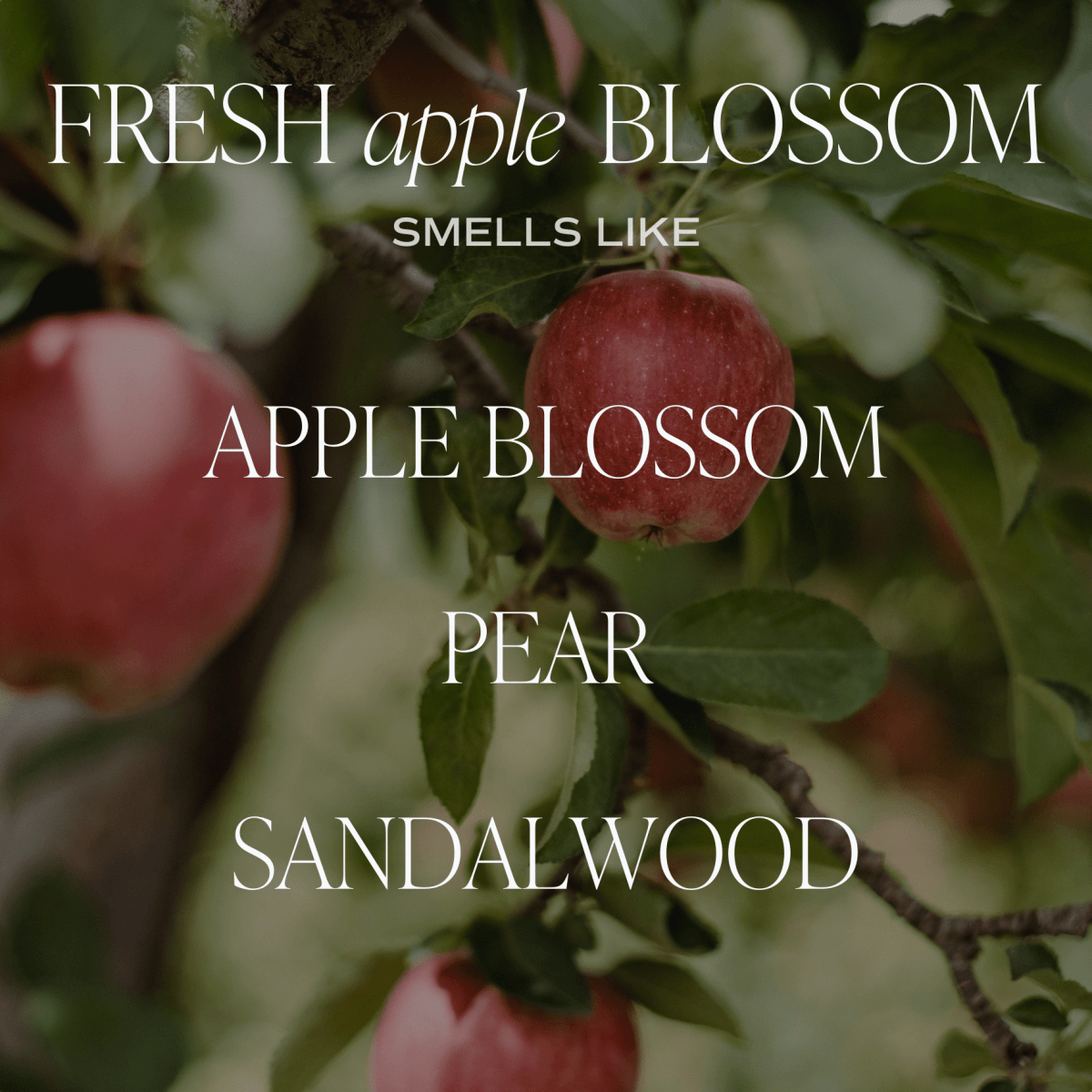 Sweet Water Decor Fresh Apple Blossom Soy Candle - Clear Jar - 9 oz - lily & onyx
