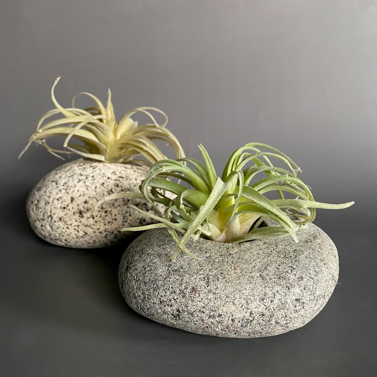 Funky Rock Designs Hand - Carved Natural Stone Succulent Planter