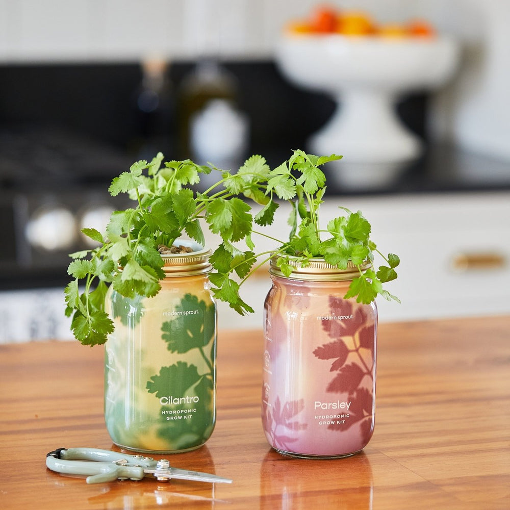 
                      
                        Modern Sprout Garden Jars - Organic Herbs - lily & onyx
                      
                    