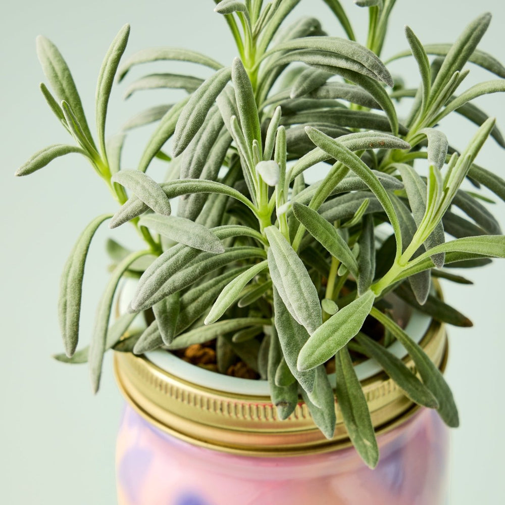 
                      
                        Modern Sprout Garden Jars - Organic Herbs - lily & onyx
                      
                    