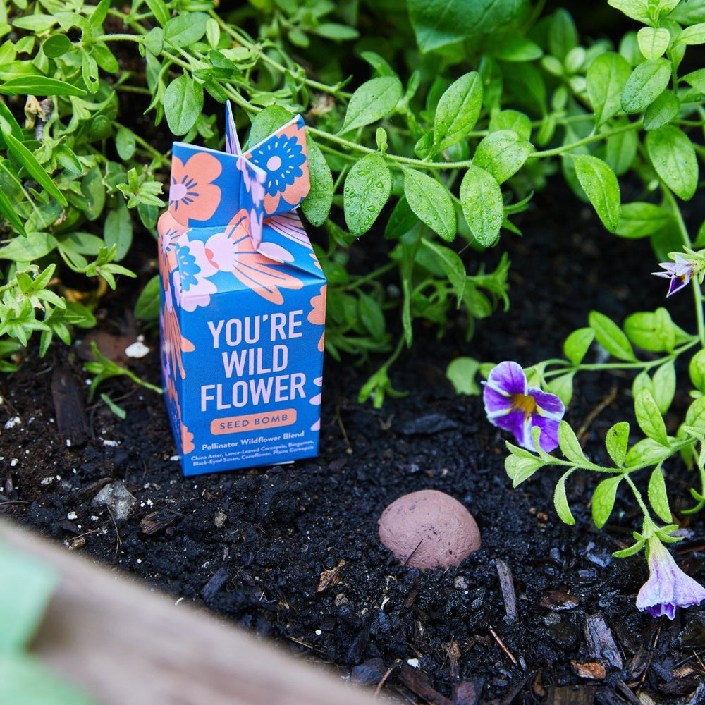 
                      
                        Modern Sprout Garden Seed Bomb - lily & onyx
                      
                    