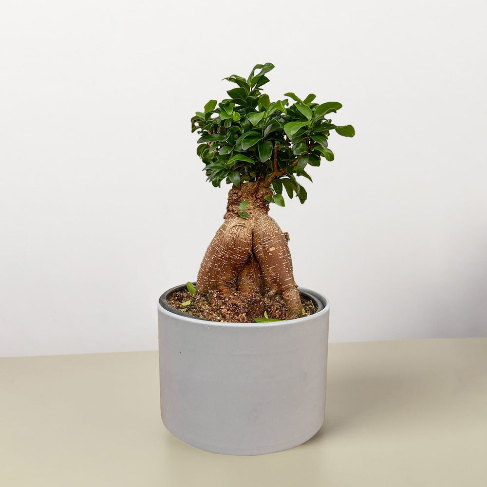 
                      
                        Ficus 'Ginseng'
                      
                    