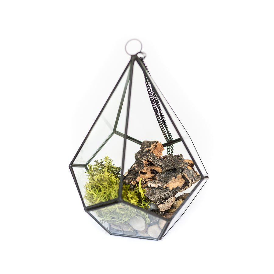 
                      
                        Air Plant Supply Co. Glass Diamond Terrarium - lily & onyx
                      
                    