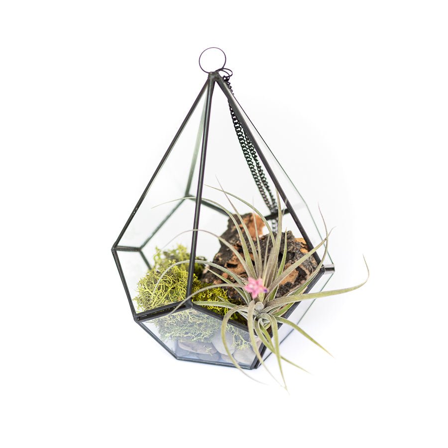 
                      
                        Air Plant Supply Co. Glass Diamond Terrarium - lily & onyx
                      
                    