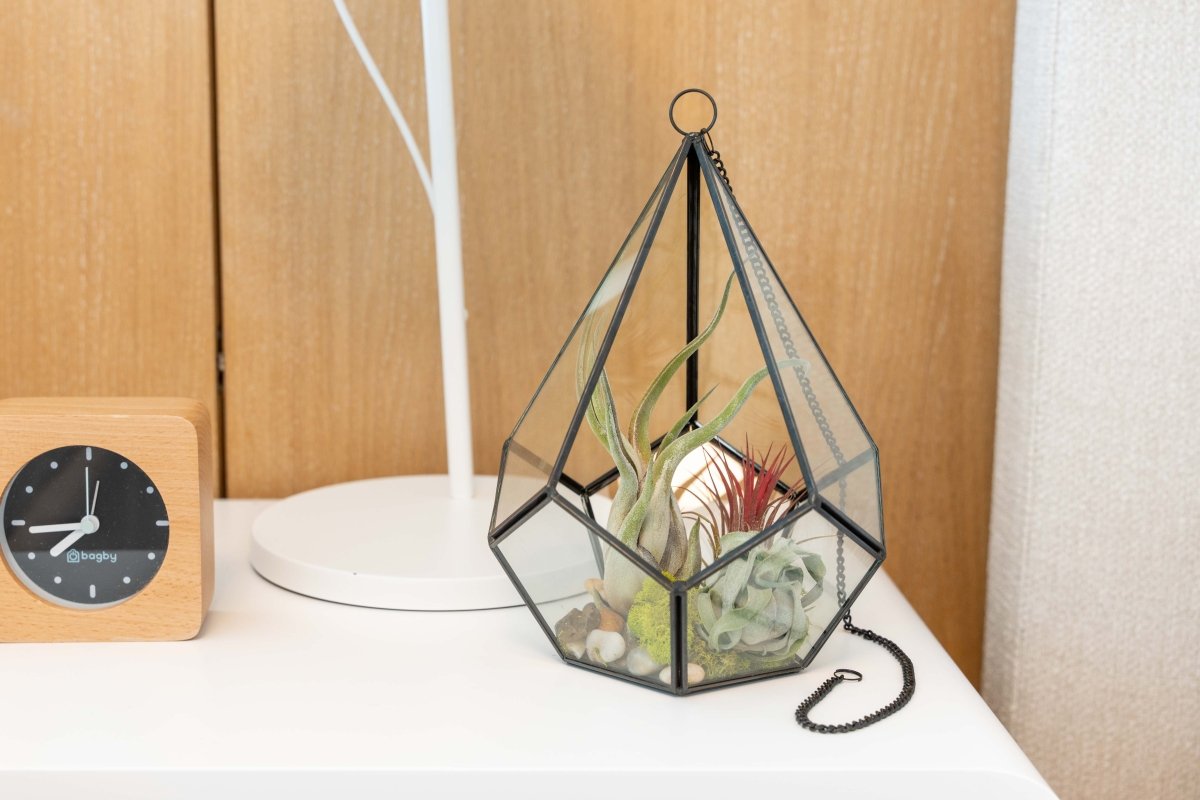 Air Plant Supply Co. Glass Diamond Terrarium - lily & onyx