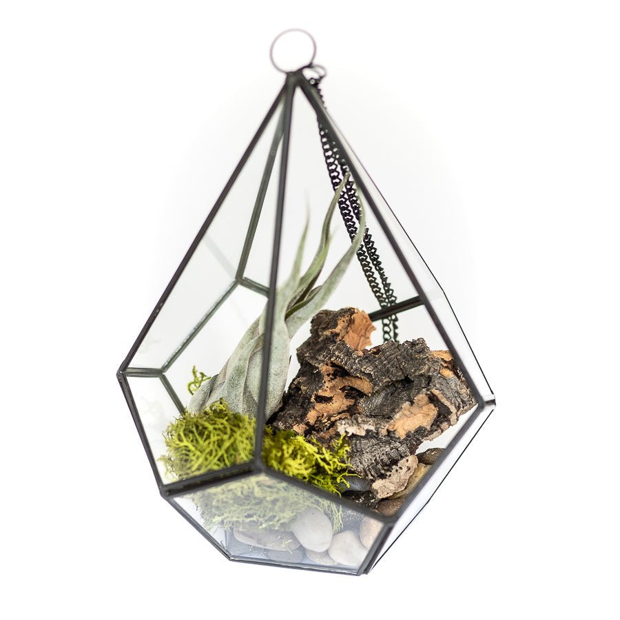 
                      
                        Air Plant Supply Co. Glass Diamond Terrarium - lily & onyx
                      
                    