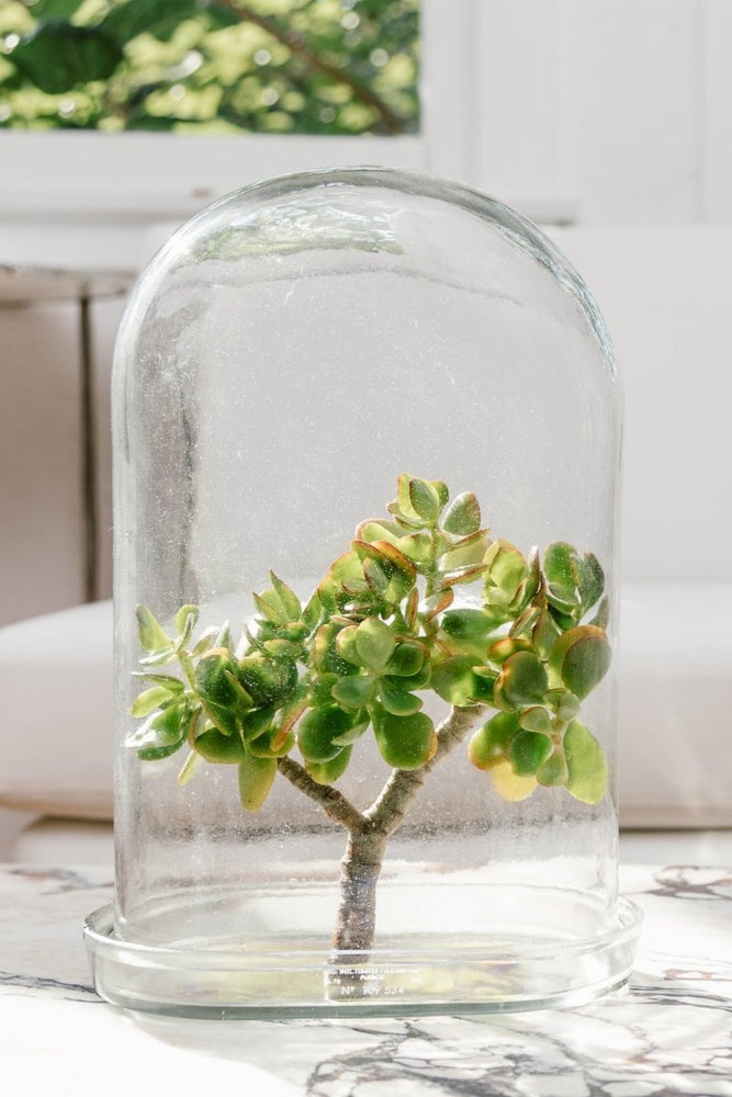 
                      
                        puebco Glass Display Dome - lily & onyx
                      
                    
