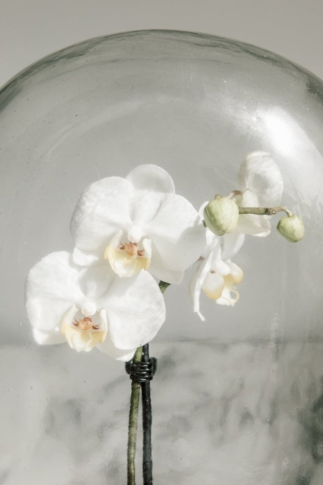 
                      
                        puebco Glass Display Dome - lily & onyx
                      
                    