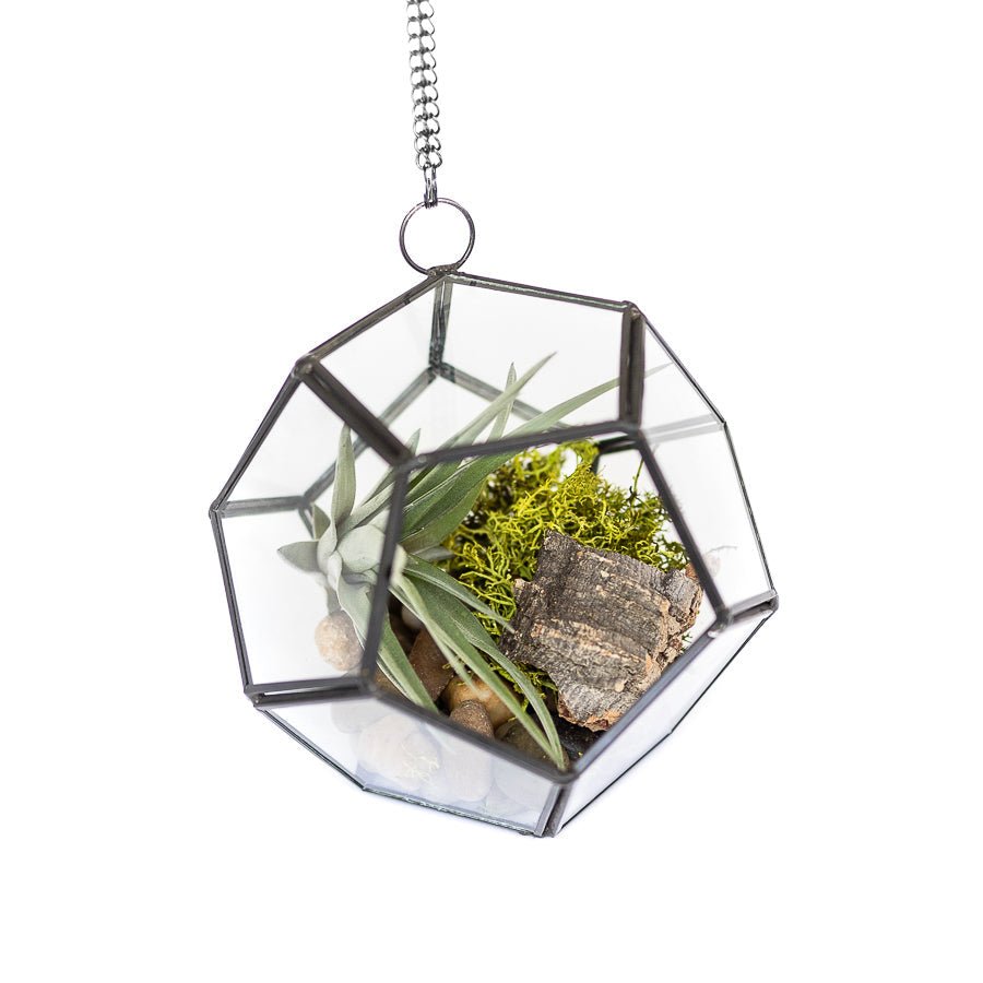 
                      
                        Air Plant Supply Co. Glass Pentagon Terrarium - lily & onyx
                      
                    