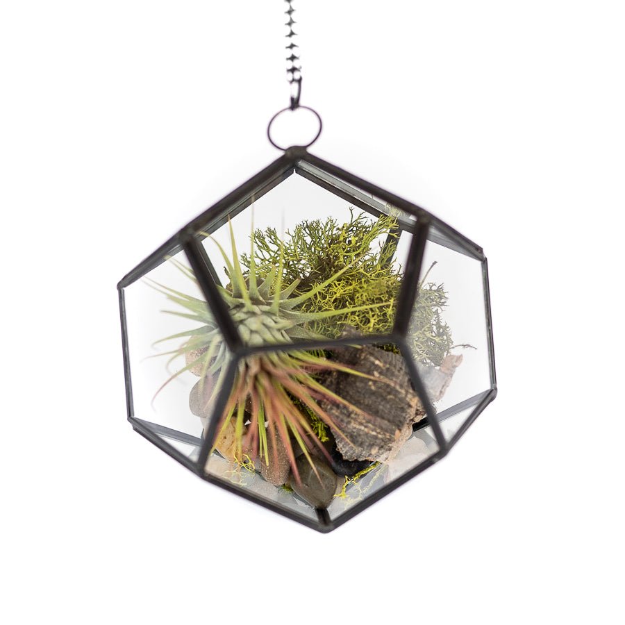 
                      
                        Air Plant Supply Co. Glass Pentagon Terrarium - lily & onyx
                      
                    