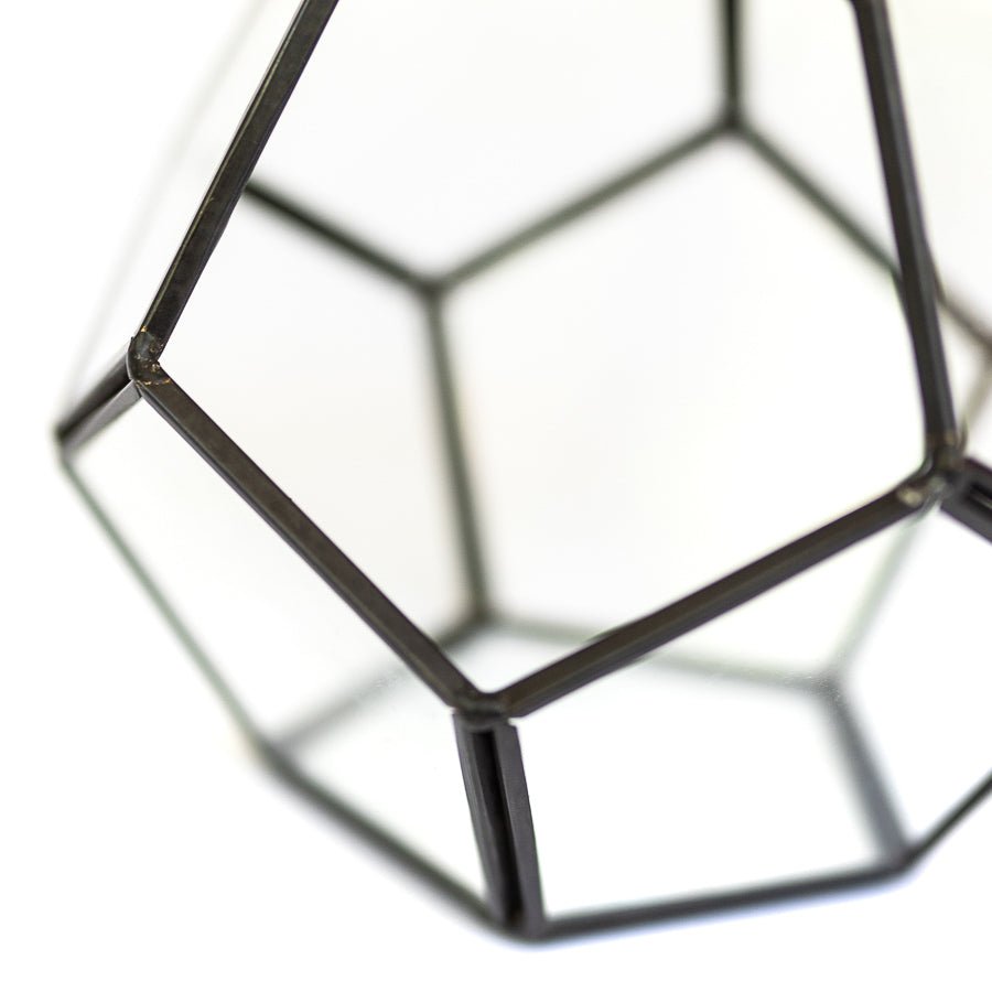 Air Plant Supply Co. Glass Pentagon Terrarium - lily & onyx